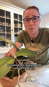 19K views · 534 reactions | This orchid's growing tip was damaged...but then it grew a brand new plant (a basal keiki) and it even bloomed! | Ohio Tropics Houseplant and Garden Care | Facebook