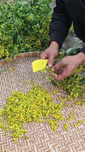 Still picking by hand you have to try this method!