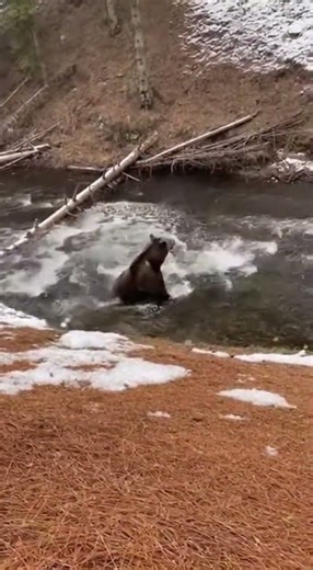 Dramatic Fall of a Bear Chasing Prey Down a Snowy Coniferous Slope