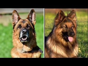 Everything You Need to Know About German Shepherd Dog | Behavior, Physical Appearance and many more