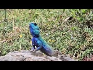 Brilliant Blue-Green Lizard Basking in the Sun | Wildlife of Naboisho Conservancy