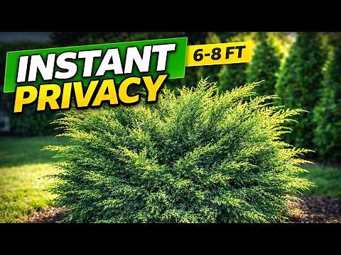 The Easiest Shrub You’ll Ever Grow (Seriously) | SEA GREEN JUNIPER