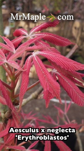 Aesculus x neglecta 'Erythroblastos' Shrimp Pink Horse Chestnut