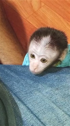 little mimi standing two legs request daddy to dinner.. | Metro Monkey