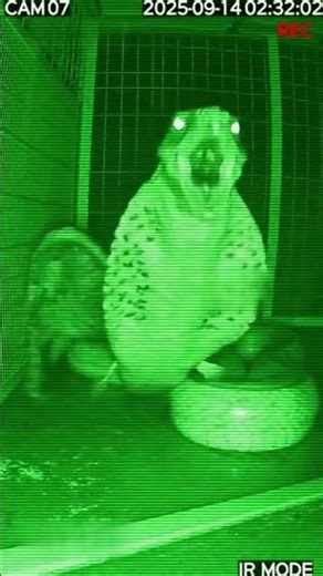 Infrared CCTV: Python–Hawk Hybrid Attacks the Cage 😳 #Shorts