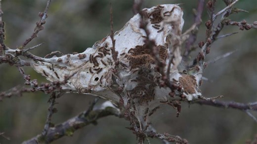 „Echte Bedrohung“: Eichenprozessionsspinner verbreitet sich – was Gartenbesitzer jetzt tun müssen