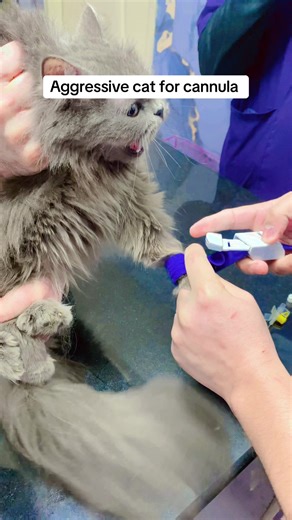 Managing Aggressive Cats During Cannula Procedures