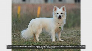 Discover the Charming Indian Spitz: The Perfect Family Dog