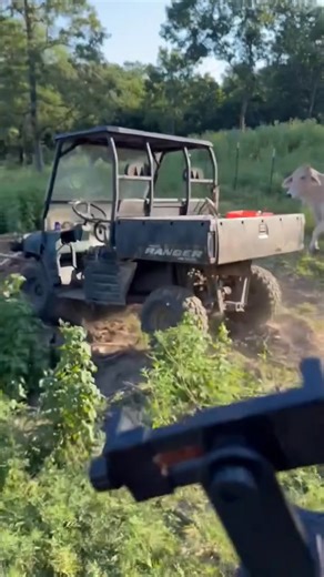 #rufusthebull #redfordthebull | Love Bulls