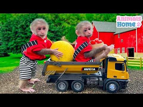 Monkey BiBi goes fishing and harvesting fruits on the farm Funny Videos animails