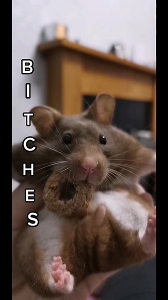 Remembering Bobble: A Heartwarming Hamster Tribute