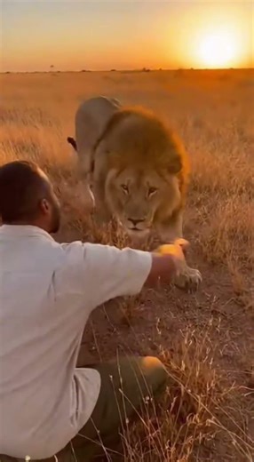 Lion Reunites With Old Owner 🦁💛✨