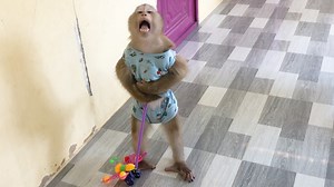 Smart Jason Lively Peek Talk With Dad Congrats Got New Gift | Monkey Jason