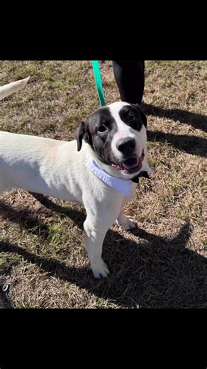 🎉🐾 New Year, New Adventure Buddy! 🐾🎉 Meet CODE RED Logan (A-140437) — starting 2026 with a wagging tail, a playful spirit, and one big resolution: find his forever home 🤍🏡🖤 Logan is a 2–3 year old, 53 pound joyful, energetic boy who’s always ready to turn every day into a celebration. He loves playtime, enjoys romping around with dog friends, and would be a perfect match for an active home looking for a fun-loving companion. ✨ Why Logan is a 2026 must-have ✨ • Playful & dog-friendly 🐶 • 