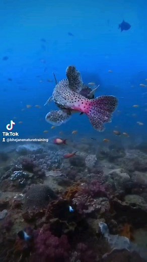 Come dive with us and @adventuremaniadiving when you join a Fgasa Marine Guiding course. The Indian Ocean offers so much to explore😍 Video Footage by @huttons_wildlife #marinelife #marineconservation #marineguides #bhejaneterritory #scubadiving #fgasa | Bhejane Nature Training