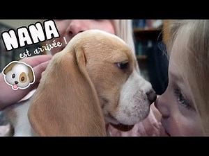 ♡• ON ADOPTE UN CHIEN •♡