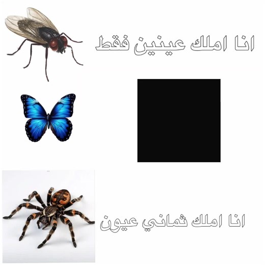 عدد أعين الفراشة وعالمها الغامض