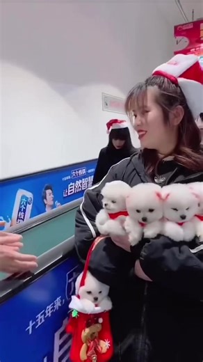 #fyp #teacupdogs #teacuppuppies #puppylove #pets