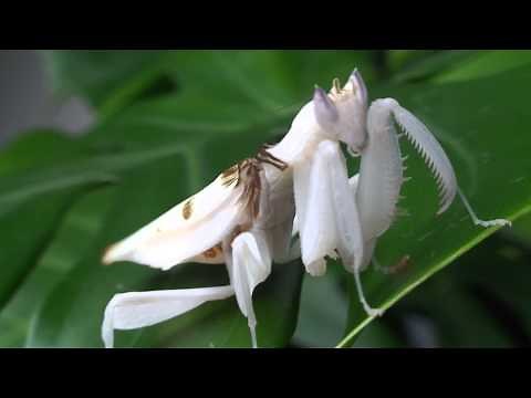 Orchid mantis ハナカマキリ
