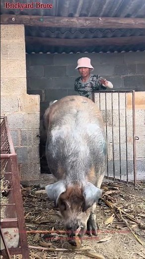 Pig Handling Skills | Farm Animal Guide