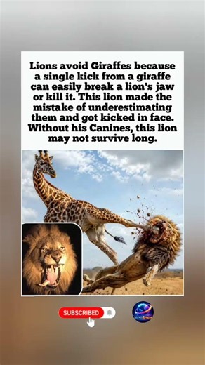 Why Lions Fear Giraffe Kicks — Nature's Most Dangerous Defense #fyp #ytshorts #viral #lion