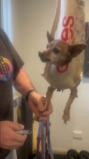 Best way to cut the dogs nails using a ‪@coles‬ shopping bag👌