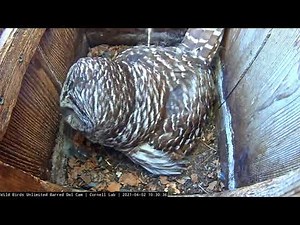 Female Barred Owl Hoots In Nest Box Midday – April 2, 2021