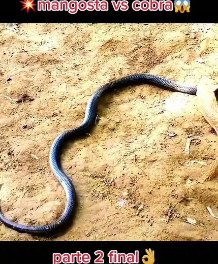 Epic Battle: Mangosta vs Cobra