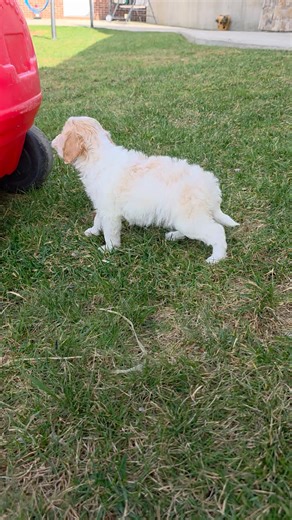 Cavapoo puppy for sale