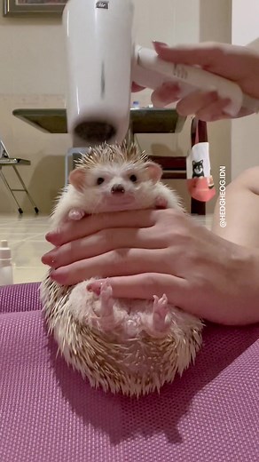 Adorable Sleepy Hedgehog Compilation