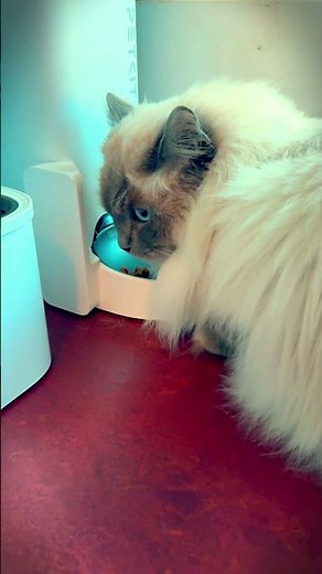 Smart Feeder Lets You Watch Your Cat Eat Remotely #automation #petcare
