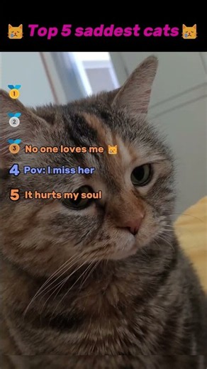 Top 5 Saddest Cats (Ranking)