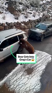 This smart bear deserves whatever treats he finds! 😂 | VT