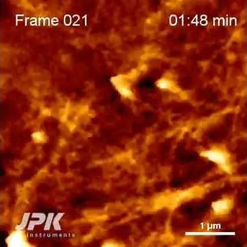Atomic Force Microscopy - Live CHO cell dynamics