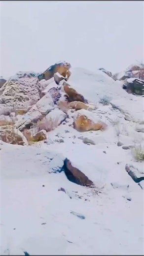 Leh Ladakh snowflake views video #ladakhtrip #temperature #viral #shorts