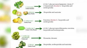 251K views · 2.7K reactions | Ketahui khasiat buah limau kasturi dalam penjagaan kesihatan Khasiatnya amat menakjubkan berbanding dengan buah-buahan import seperti epal dan anggur. Pastikan menggunakan buah limau yang segar. Kredit:Dr Suri Roowi MARDI | KEMENTERIAN KESIHATAN MALAYSIA | Facebook