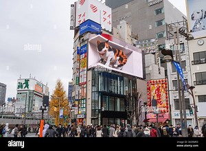 Tokyo, Japan-January 15, 2025: The hyperrealistic 3D calico cat moving video billboard in the Shinjuku neighborhood with people walking nearby Stock Photo - Alamy