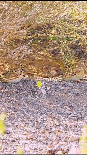 male quails | bater #birdsounds #nature