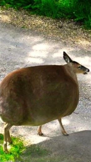 Bertha ate a little too much corn🙏😭 #memes #funny