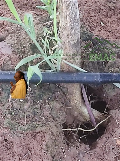 #paratii #fertilizantesorganicosemac #agriculture Con el protocolo de Operaciones Agrícolas EMAC, recuperamos la producción afectada por mal riego, raíces expuestas, Fusarium y Phytophthora en suelo alcalino.