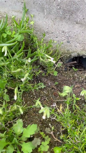芝桜の地植え9週間経過