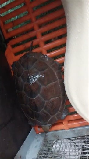 A beautiful albino male python weighing about 20 kg #videoshorts