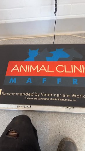 Throwback to 2023! Poor old Stormy the wombat had us worried sick with that mysterious head sore. Trip to the vet confirmed our suspicions - turns out our little battler was sporting a massive abscess! 😱🐻 Vet had to make an incision to drain what was basically a giant wombat pimple (not for the faint hearted, trust me legends! 😂). These tough little Aussie natives can be so stoic - you'd never know they were in pain until things get serious. Bringing her home for recovery meant round-the-cloc