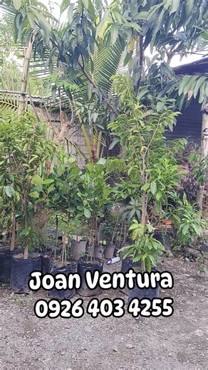 2.6K views · 20 reactions | Byaheng Pangasinan  Pasabuy na po kau 珞 Free delivery Luzon selected area Visayas and Mindanao+sf po via LBC #COD #COP #plants #MoreOrders #MoreBuyers #highlightsfollowers #LEGITONLINESELLER #graftedfruitbearingtrees #legitAndTrustedOnlineSeller #everyonehighlightsfollowers Pm or call 0926 403 4255 Location Guimba Nueva Ecija | Joan Ventura | Facebook