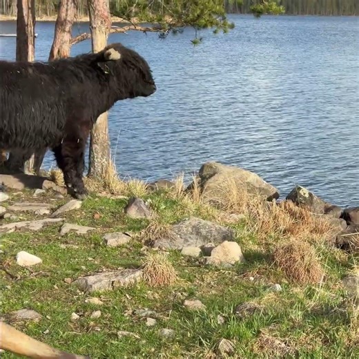 Scratching With a Lake View