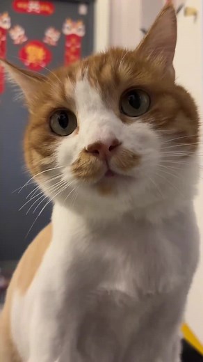 Adorable Cute Cat Videos Compilation