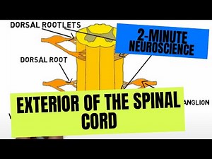 2-Minute Neuroscience: Exterior of the Spinal Cord Video Lecture | A-Z Guide to Neuroscience - Personal Learning