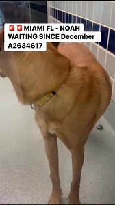 🚨Miami FL 🚨7/23 ANOTHER URGENT PLEA Rescue needed #A2634617 “Noah”Meet Noah! Noah is a big, energetic German Shepherd mix who’s spent months in the shelter after arriving as a puppy. Now older , he’s full of playful energy and ready for a fresh start, Noah has rough/rowdy playstyle with medium to high energy levels. Noah needs a rescue or experienced foster who can give him space to run, structure, and the love he’s never had. He’s been waiting far too long—let’s help Noah finally go home. PLE