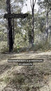 Industrial scale burns (like the huge Snowy River NP planned burn of 35,000Ha) vs. ancient Cultural Burning. Different goals, different impacts! One hits targets, the other heals Country. Let's back the right fire for healthy ecosystems AND safer communities. Indigenous knowledge holders like Uncle David Wandin talk about "walking with fire," observing insects, ensuring gentle impact – a practice safe enough for kids, built on 65,000 years of wisdom. Learn more about it and watch the full presen