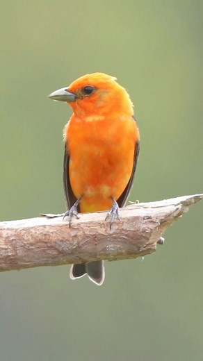 A singing Scarlet Tanager! I have shared many photos in the past of birds singing, but I think they may be my first video clip I’ve shared of a singing bird. This is a male a Scarlet Tanager. Typically the males are a bright vibrant red, while the females are more yellowish. However in 2nd year males you will sometimes see a mixture of red/yellow/orange in their plumage. This particular Tanager enjoys to visit the bird pond in our yard on occasion, and I captured this video recently as he did a 